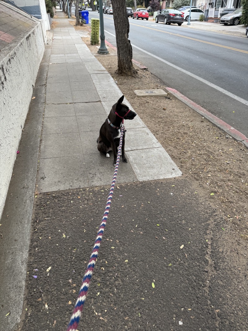 A picture of a black dog named Bowie sitting, taken on July 6 2024 at 7:57 am